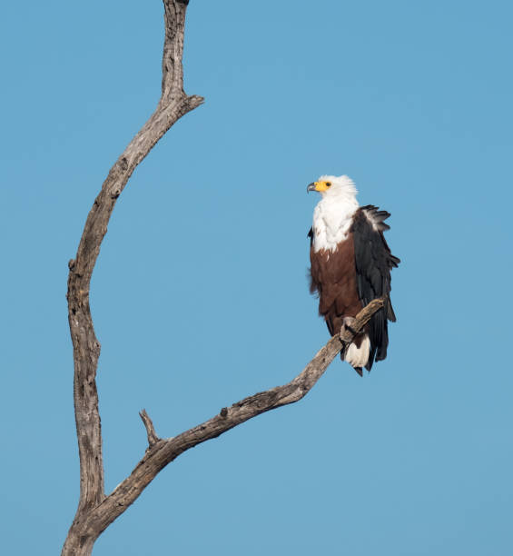 istock African fish eagle, Chobe National Park, Botswana 886955638