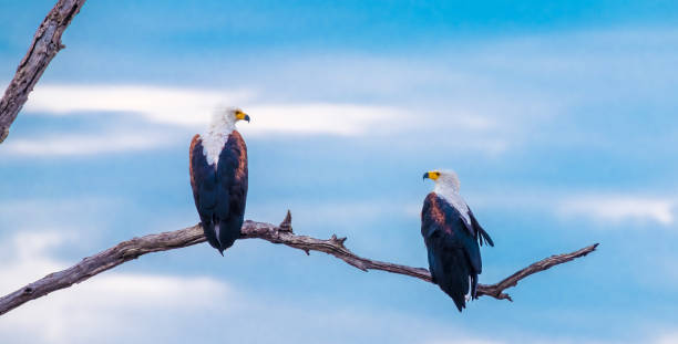 istock African fish eagle, Chobe National Park, Botswana 886956024