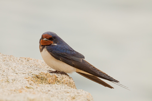 The barn swallow (Hirundo rustica) is a small migratory bird belonging to the swallows family (Hirundinidae). It is the most widely distributed swallow species in the world, and can be found in Europe, Africa, Asia, the Americas and Northern Australasia. It is the only species of the genus Hirundo whose geographic range includes the Americas, with most species of this genus being native of Africa.