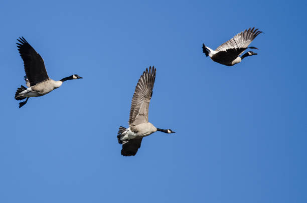 istock Canada Goose Flying Upside Down as The Flock Prepares to Land 886962420