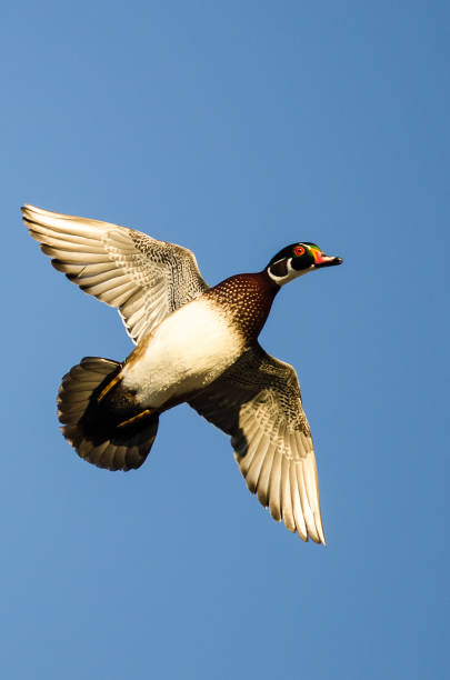 istock Lone Wood Duck Flying in a Blue Sky 886963392