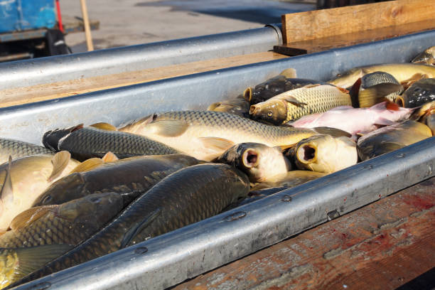 Unloading fish catch. Fishermen sorting fish catch. Fishing Industry.