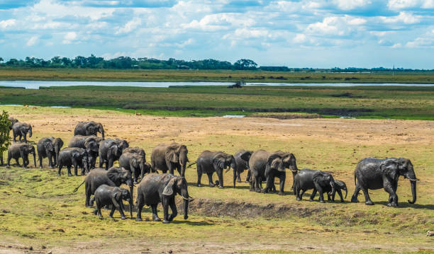 istock Large elephant herd taking a bath in the Chove river, Chobe Riverfront, Serondela, Chobe National Park, Botswana 886968828