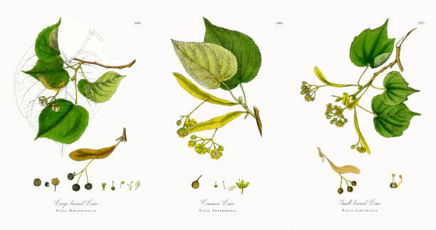 großblättrige linde, tilia grandifolia, viktorianischen botanische illustration, 1863 - american beech stock-grafiken, -clipart, -cartoons und -symbole