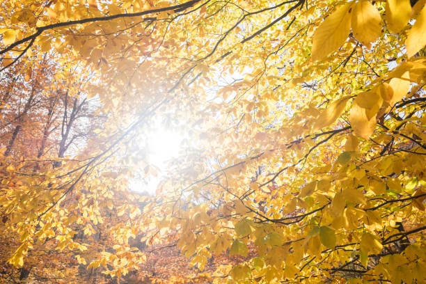 istock Sun Shining Through the Leaves of Beech Trees 886968964