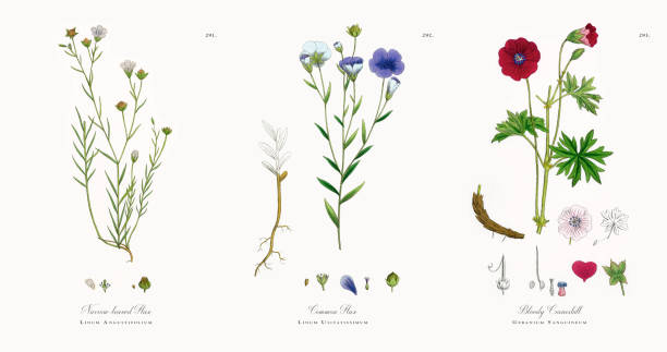 illustrazioni stock, clip art, cartoni animati e icone di tendenza di lino a foglia stretta, linum angustifolium, illustrazione botanica vittoriana, 1863 - usa blooming flower botany