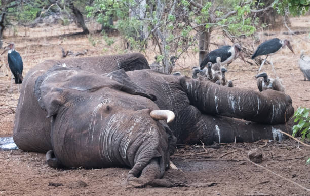 white-backed abutres e marabu comer a carcaça de um elefante morto por leões, parque nacional de chobe, botswana - lions tooth - fotografias e filmes do acervo
