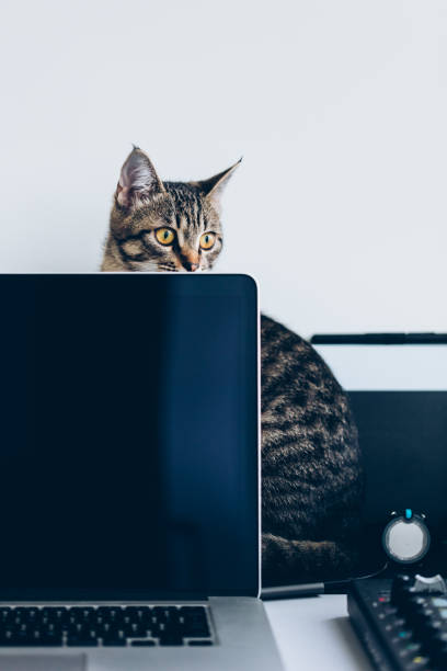 istock Young cat sitting on a desk behind the laptop 886969500