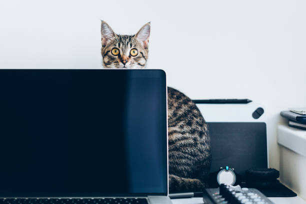 istock Young domestic cat distracting from work sitting behind the laptop 886969572
