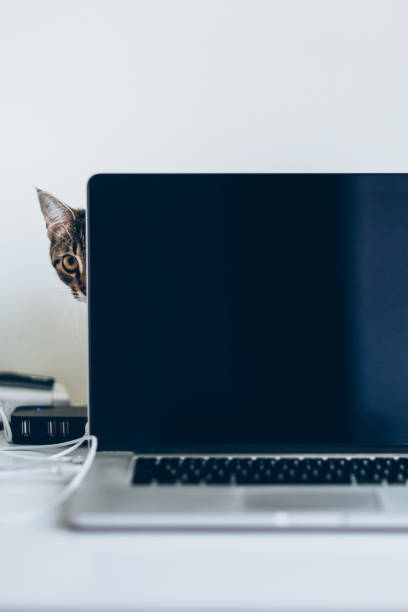 istock Young domestic cat peeping out from behind the laptop 886971730