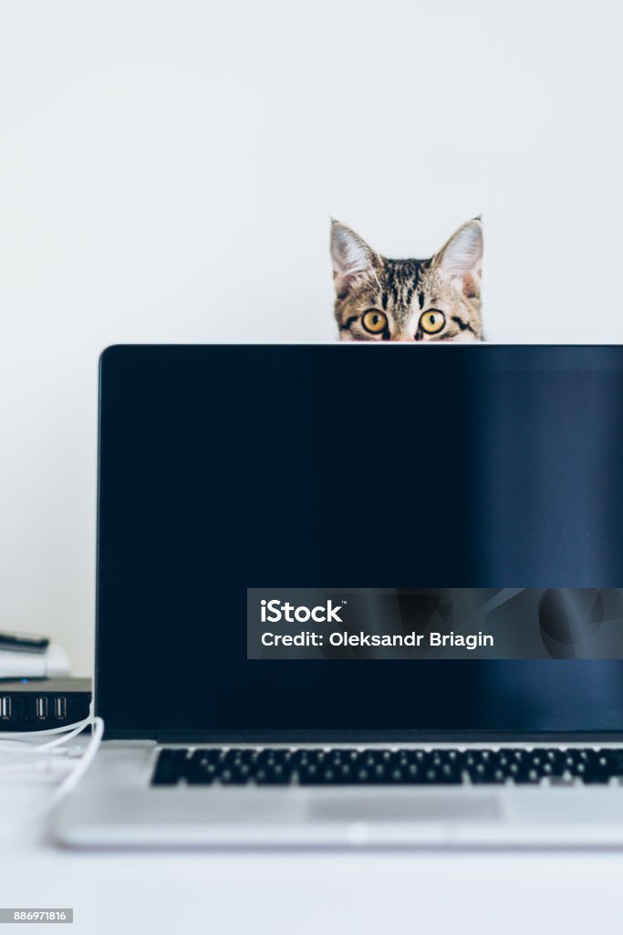 Young domestic cat peaking out from above the lid of the laptop Domestic Cat Stock Photo