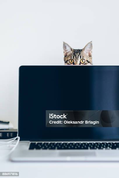 Young Domestic Cat Peaking Out From Above The Lid Of The Laptop Stock Photo - Download Image Now