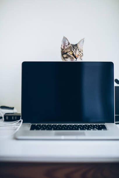istock Young domestic cat hiding behind the laptop 886971892