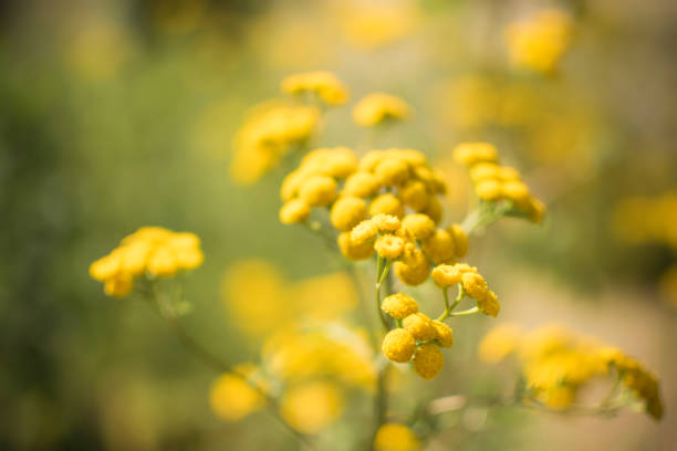 Wild yellow tansy flowers found in a meadow....