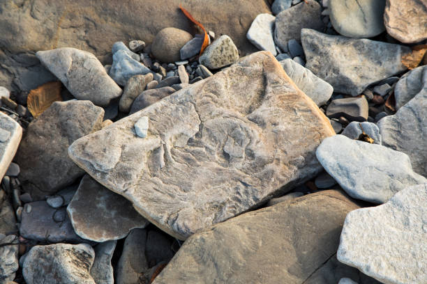 Fossilized stone at World Heritage SIte Joggins Fossil Cliffs, Nova Scotia, Canada.