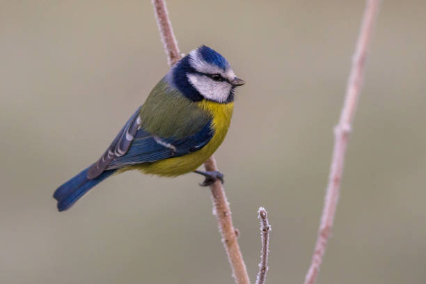 istock Blue tit on frozen branch 886984584