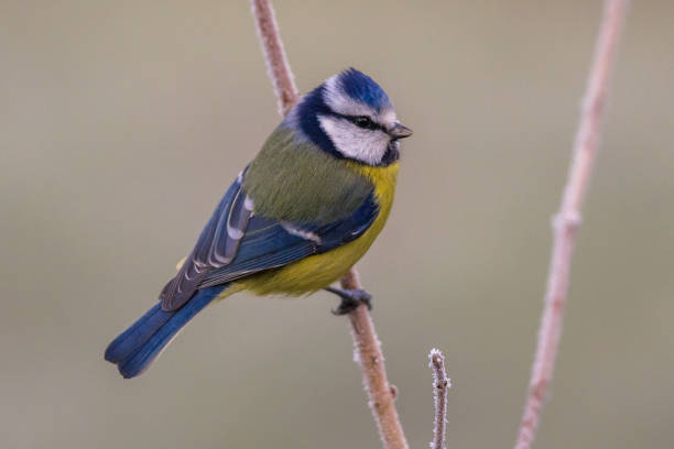 istock Blue tit on frosty branch 886986772