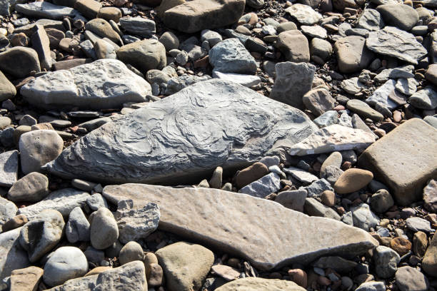 Fossils on rocks at World Heritage Site Joggins Fossil Cliffs, Nova Scotia, Canada.