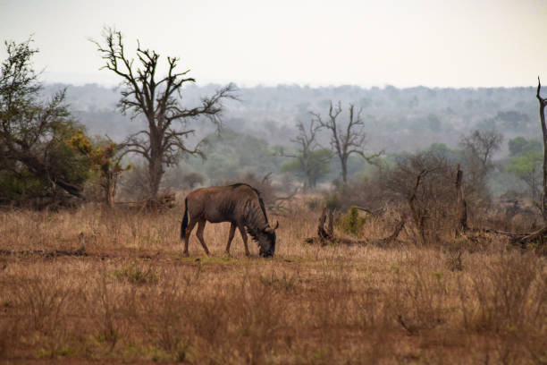 istock Animal of Kruger park 886987586