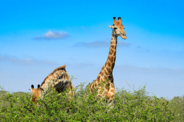 istock Giraffe of South Africa 886995522