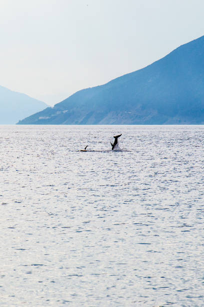istock dolphins in the Aegean Sea 887000258