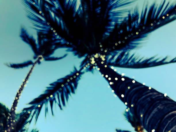 Palm trees decorated with holiday lights Defocused palm trees decorated with twinkling holiday Christmas lights against soft blue sky florida christmas stock pictures, royalty-free photos & images