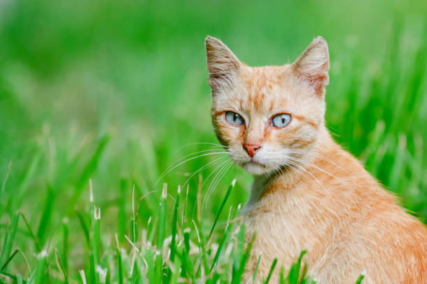 istock Thoughtful cat sitting in the grass and watches 887034610