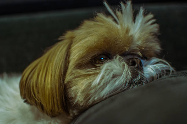 istock Cute shih-tzu dog 887034640