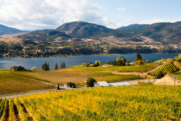 istock Skaha Lake Okanagan Falls Vineyard 887035376