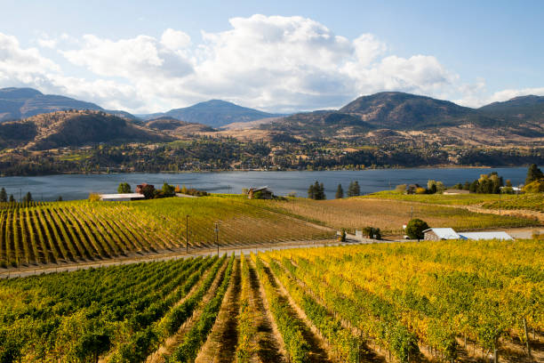 istock Skaha Lake Okanagan Falls Vineyard 887035434