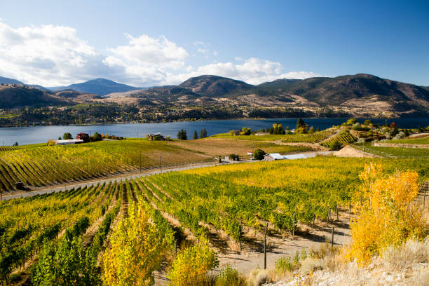 istock Skaha Lake Okanagan Falls Vineyard 887035510