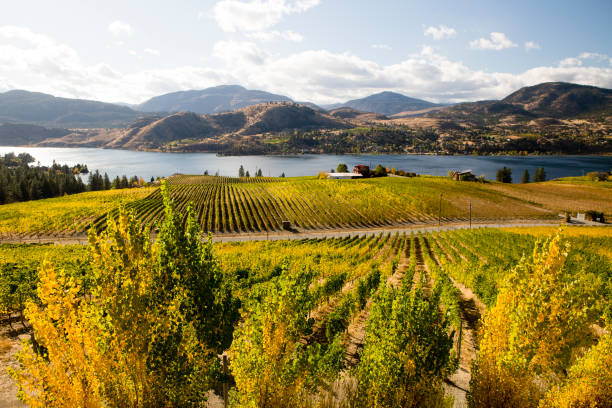 istock Skaha Lake Okanagan Falls Vineyard 887035620