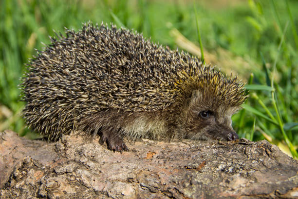 istock Young prickly hedgehog on the log 887037912