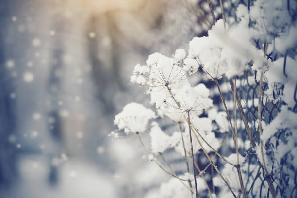 istock Dry plants in hoarfrost and snow 887040428
