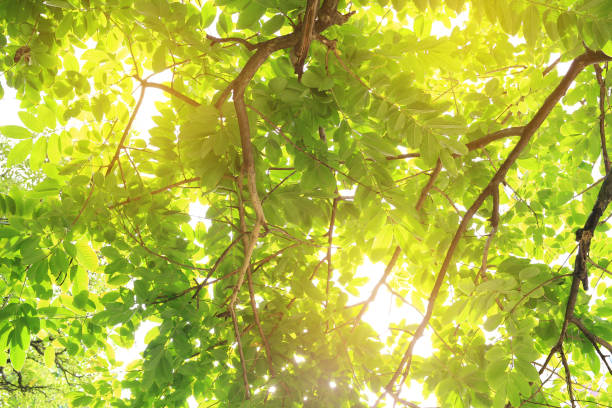 istock Tree leaf and sun ray. Green leaves background. 887059388