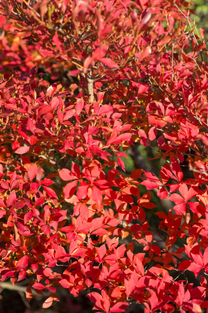 istock Enkianthus perulatus in Autumn 887061524