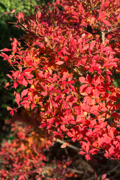 istock Enkianthus perulatus in Autumn 887061590