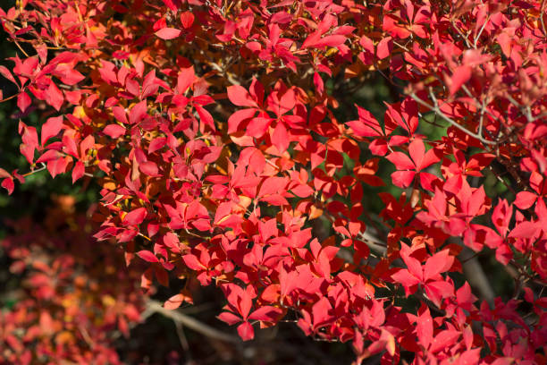 istock Enkianthus perulatus in Autumn 887061630