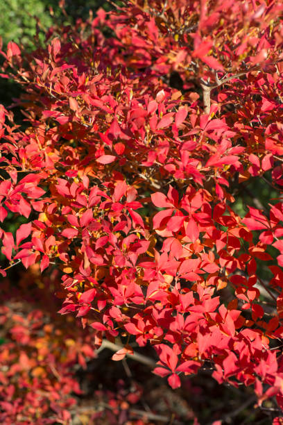 istock Enkianthus perulatus in Autumn 887061632