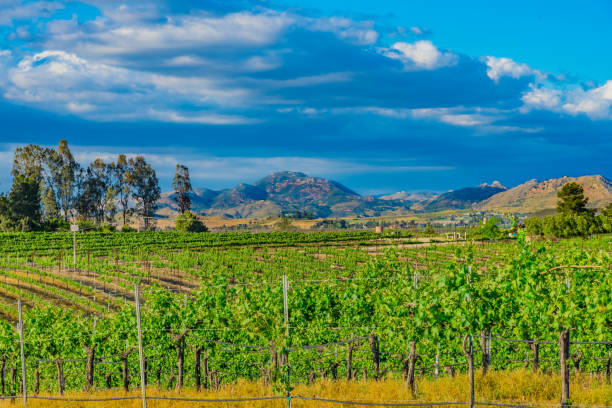 istock California spring vineyard in the Temecula Valley, CA 887064764