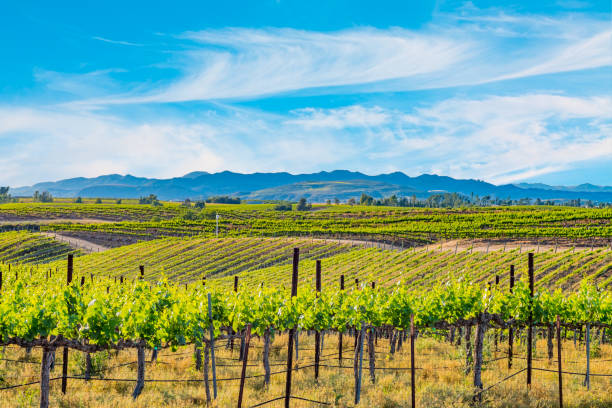 istock California spring vineyard in the Temecula Valley, CA 887064780
