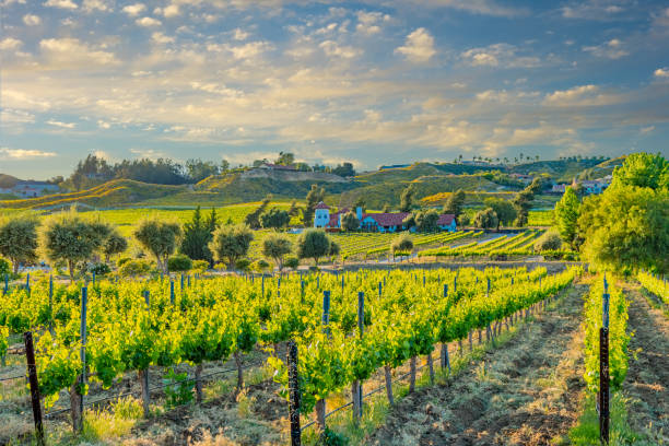 テメキュラ バレー、カリフォルニア州のカリフォルニア州春畑 - vineyard in a row crop california ストックフォトと画像