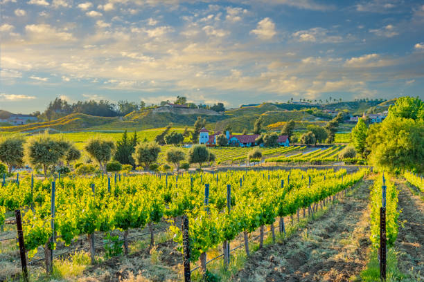 vacation getaway; wine country; rolling hills of vineyards; rows of crops; lush vegetation