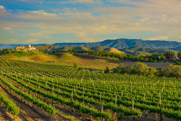 vigneto primaverile della california nella valle di temecula, ca - vineyard in a row crop california foto e immagini stock