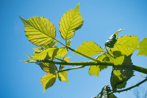 Blackberry Bramble Bush Branch With Stickers Isolated on Blue Sky