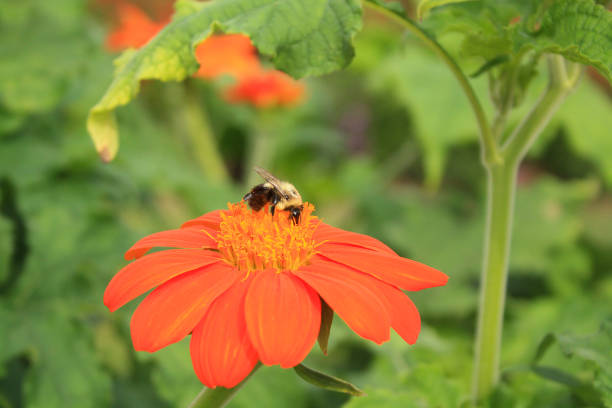 istock bee on orange Zinnia flower 887075384