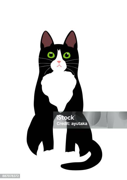 Tuxedo Cat Sitting Stock Illustration - Download Image Now - Domestic Cat, Tuxedo Cat, Illustration