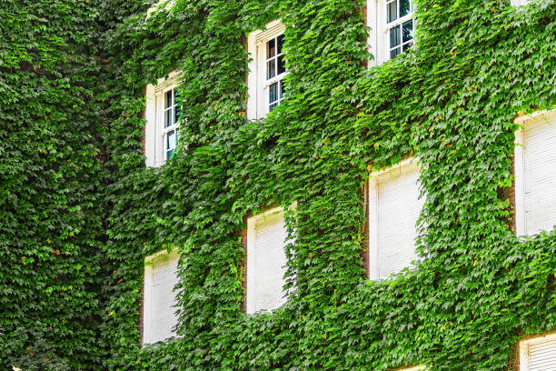 istock Windows of a mansion with the facade covered by vines 887080522