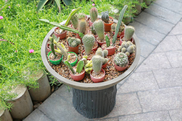 Group of cactus in a pot at the garden.