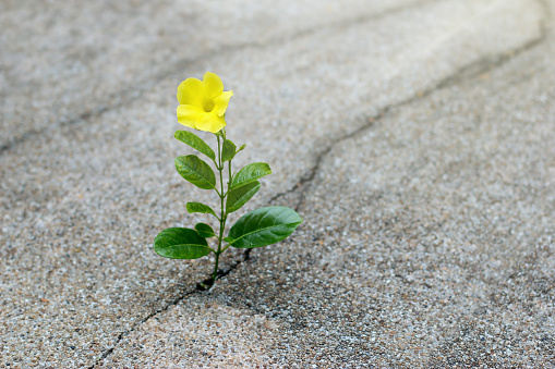 Yellow flower growing on crack street, hope concept